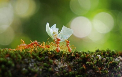 natural ways to get rid of ants