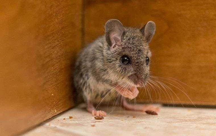 a mouse in a cabinet